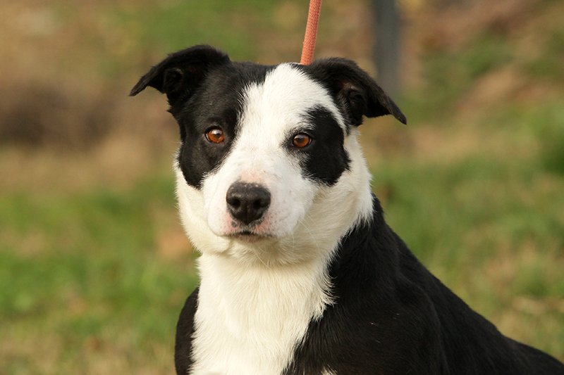 575 PANDA est disponible à l'adoption à la SPA de Bergerac