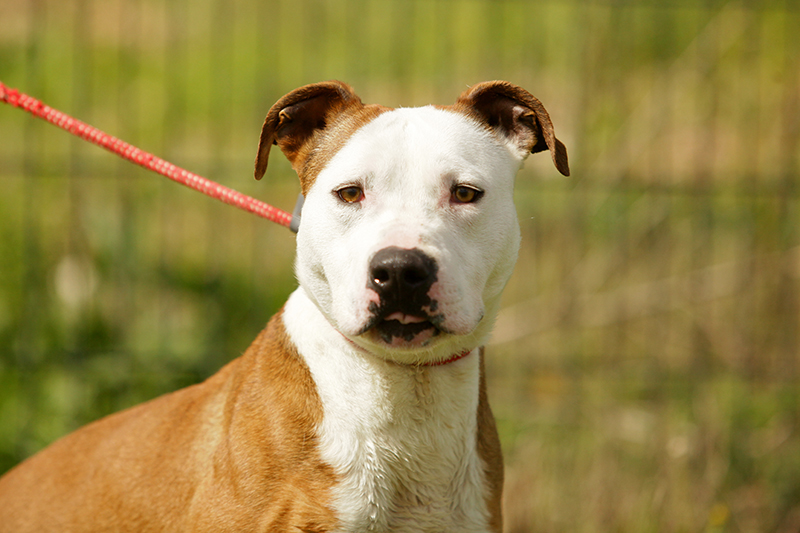 126 DIT BALDER est disponible à l'adoption à la SPA de Bergerac