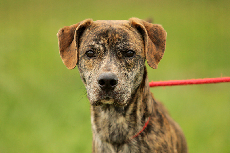 346 DIT GORO est disponible à l'adoption à la SPA de Bergerac