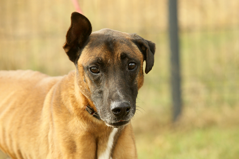 490AB TYSON est disponible à l'adoption à la SPA de Bergerac