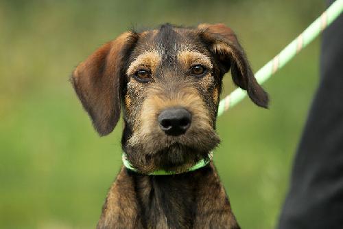 530 DIT RINGO est disponible à l'adoption à la SPA de Bergerac