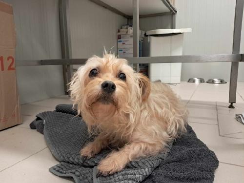 563 DIT LILIHA est disponible à l'adoption à la SPA de Bergerac